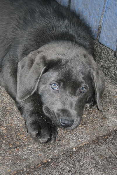 Honda's blå Labrador – Specialdogs