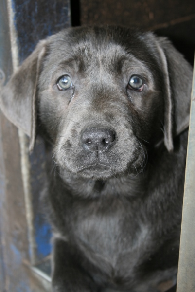Honda's blå Labrador – Specialdogs