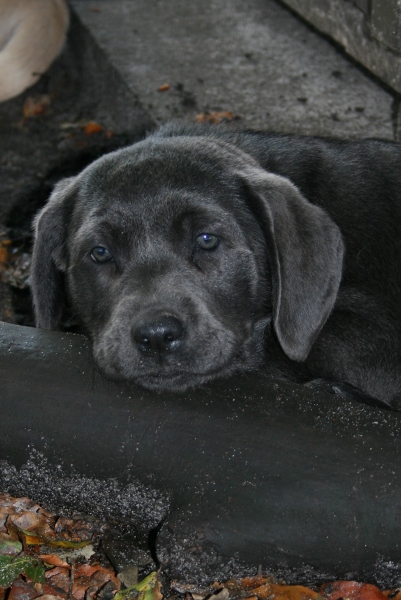 Honda's blå Labrador – Specialdogs