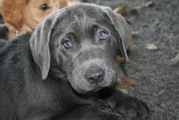 Honda's blå Labrador – Specialdogs