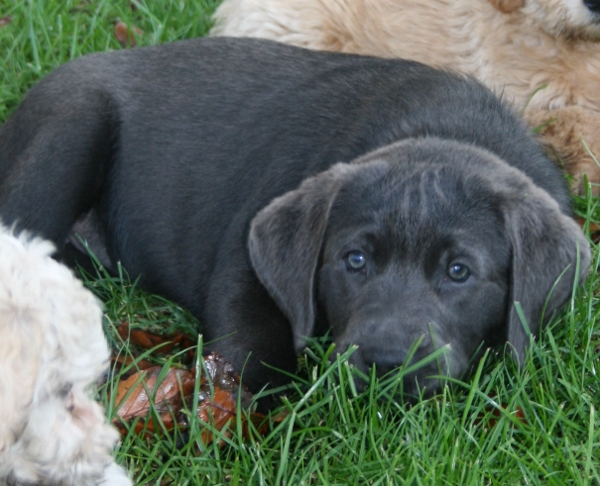 Honda's blå Labrador – Specialdogs