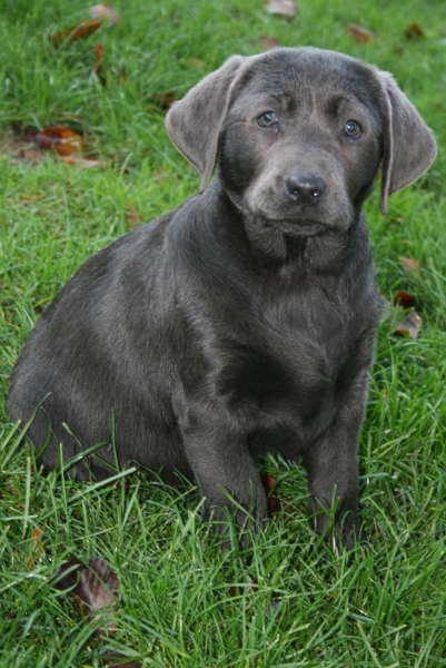 Honda's blå Labrador – Specialdogs