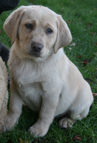 Honda's blå Labrador – Specialdogs