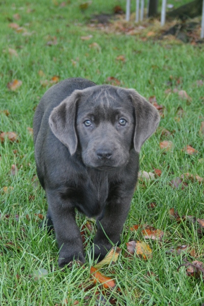 Honda's blå Labrador – Specialdogs