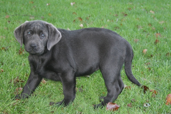 Honda's blå Labrador – Specialdogs