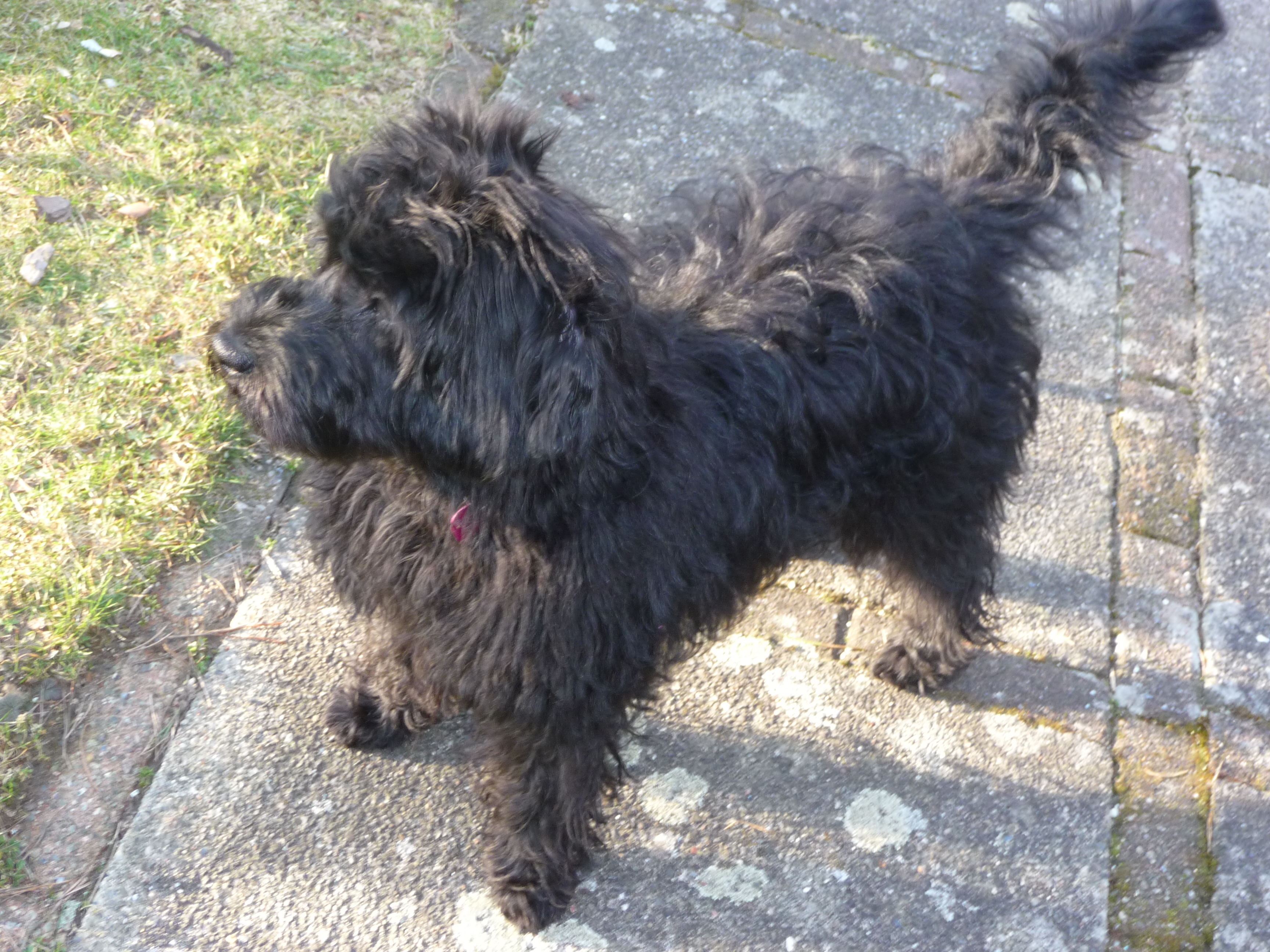 Labradoodle - billeder / historier labradoodle hvalpe - Specialdogs