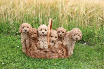 et eller andet sted mosaik Stå på ski Hvalpe i vente: Labradoodles, Goldendoodles, Doodledoodles, Cavapoo,  Flatdoodles og Cockerdoodles - Specialdogs