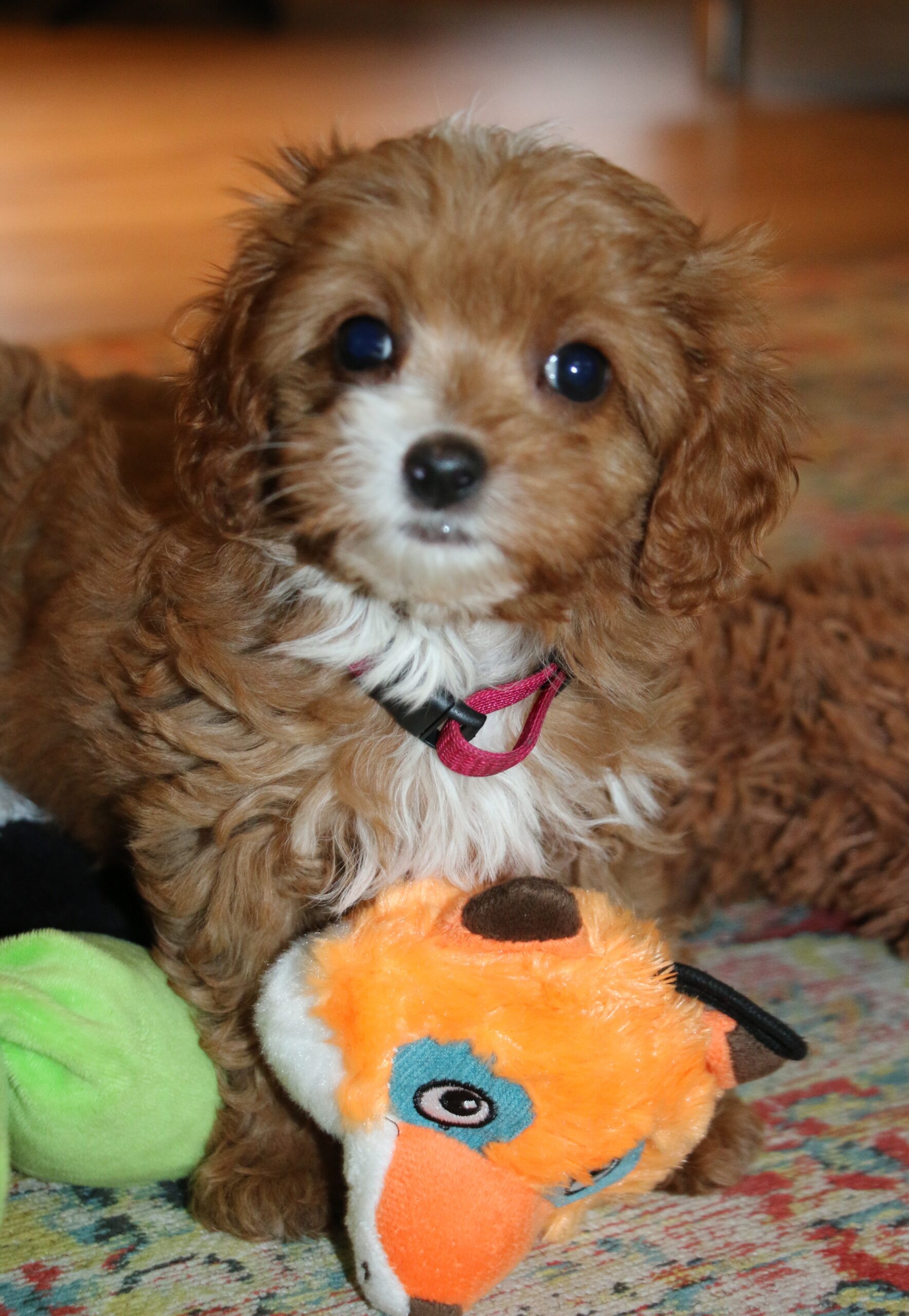 Agnes Mini Cavapoo F1 F dt 31 7 2022 Specialdogs agnes-mini-cavapoo-f1-f-dt-31-7-2022-specialdogs