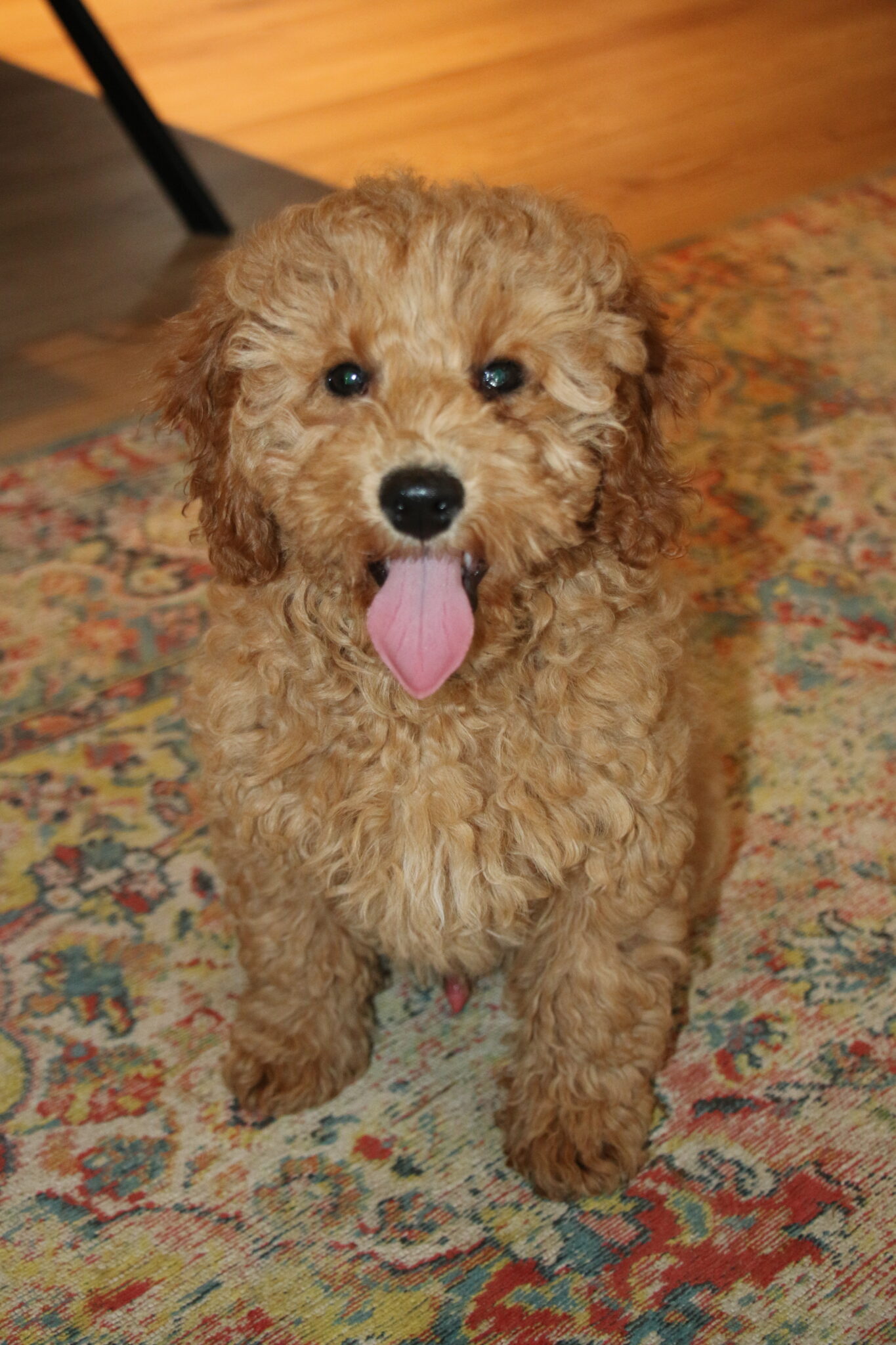 Sheena's mini Cavapoo F2 født den 31.10.2022 – Specialdogs