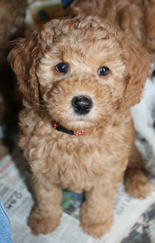 Dette billede har en tom ALT-egenskab (billedbeskrivelse). Filnavnet er Lua-roed-prik-656x1024.jpg