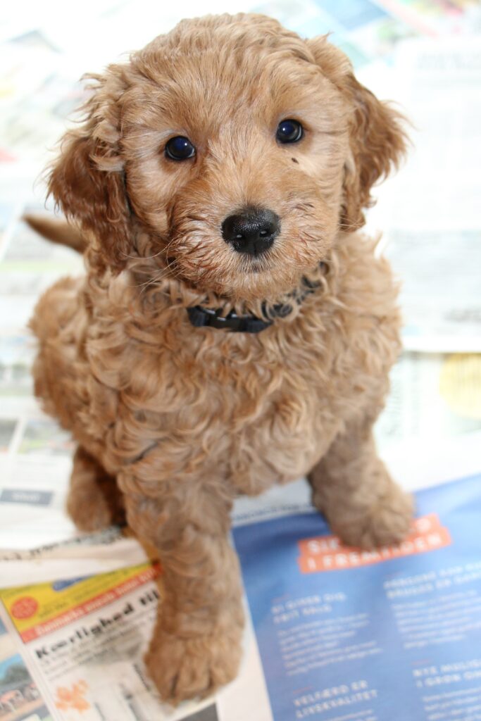 Dette billede har en tom ALT-egenskab (billedbeskrivelse). Filnavnet er Lua-sort-683x1024.jpg