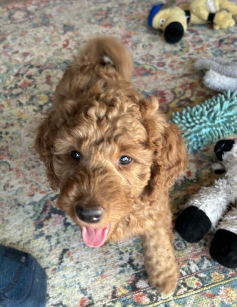 Dette billede har en tom ALT-egenskab (billedbeskrivelse). Filnavnet er IMG_7299-790x1024.jpeg