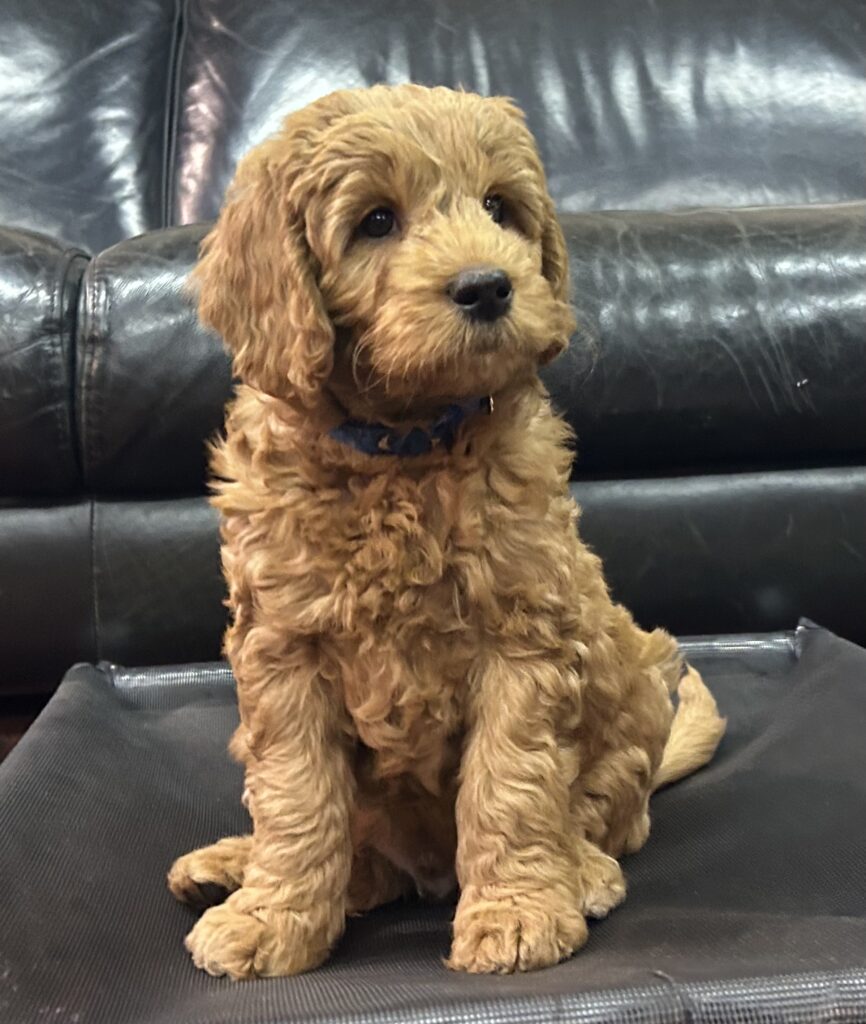 Dette billede har en tom ALT-egenskab (billedbeskrivelse). Filnavnet er IMG_7125-866x1024.jpeg